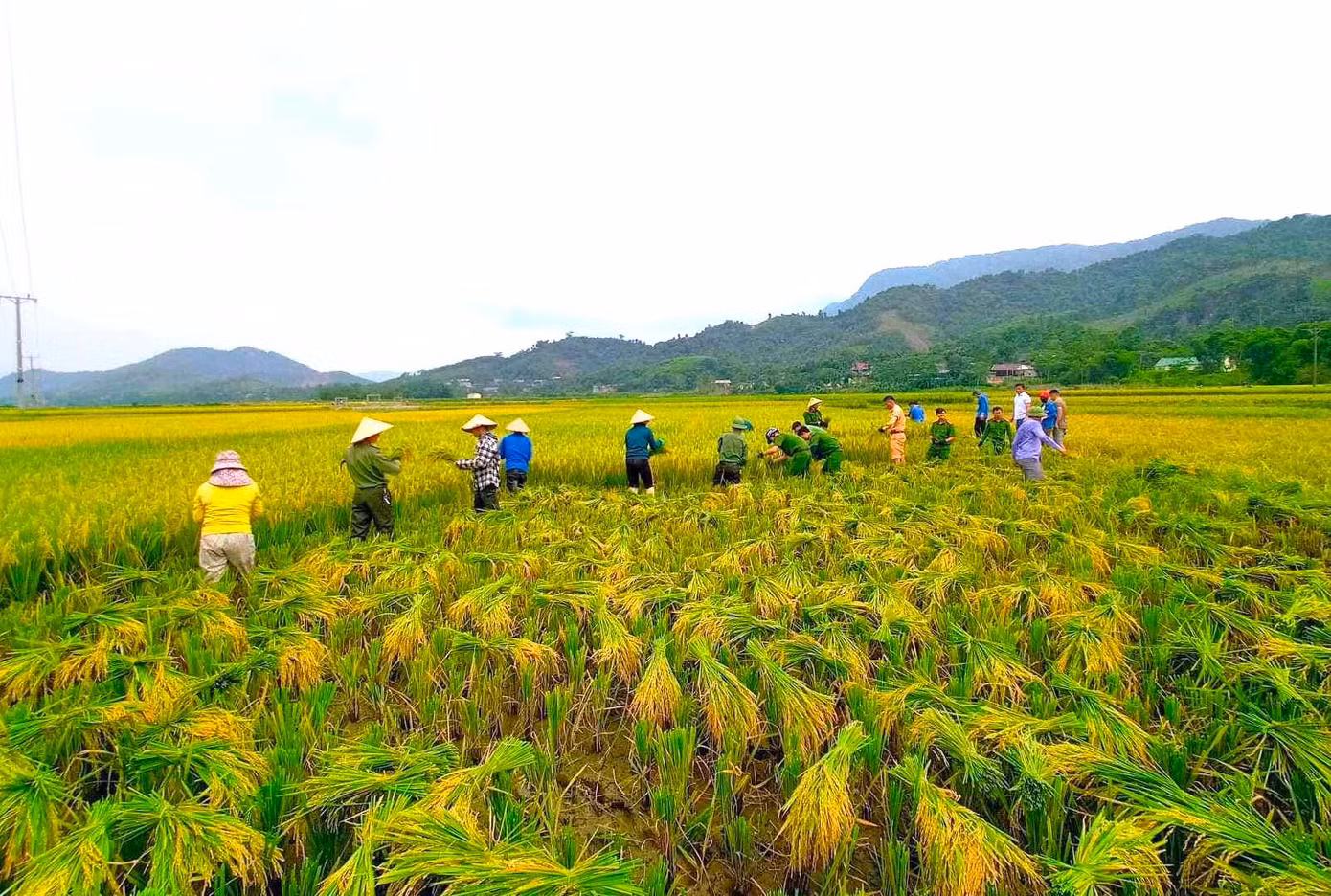 Bất chấp cái nắng nóng oi bức, hàng chục đoàn viên thanh niên, cán bộ chiến sĩ Công an huyện Quế Phong, cán bộ Trung tâm Dịch vụ Nông nghiệp huyện cùng lực lượng địa bàn xã Mường Nọc đã xuống ruộng gặt lúa giúp người dân.