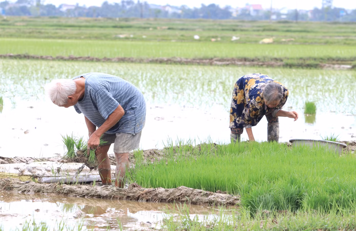 Dù tuổi cao sức yếu nhưng thiếu người cấy nên vợ chồng ông Ngà phải lội xuống ruộng nhổ mạ.