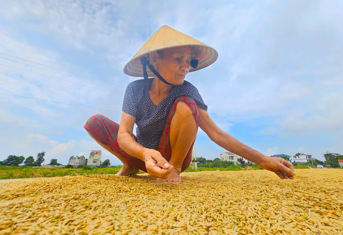 Bà Nguyễn Thị Danh (75 tuổi) cho biết, năm nay gia đình bà làm 3 sào lúa. Tranh thủ sau khi gặt xong, bà tuốt lúa ngay tại ruộng và phơi trên đoạn đường đồng rồi mới mang về nhà. Bà Danh cho hay, người nông dân làm lúa vất vả nhưng cũng cố gắng bám trụ.