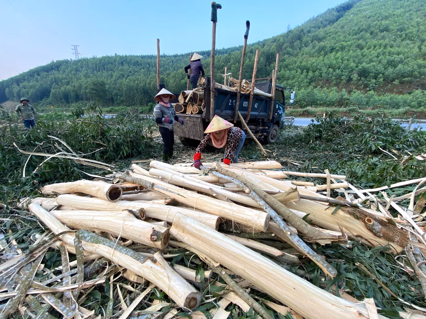 Với gần 170.000 ha rừng keo nguyên liệu, hiện nay nghề khai thác keo đang tạo việc làm cho nhiều lao động nông thôn, đặc biệt là phụ nữ vùng cao ở Nghệ An và giúp họ có thêm thu nhập.