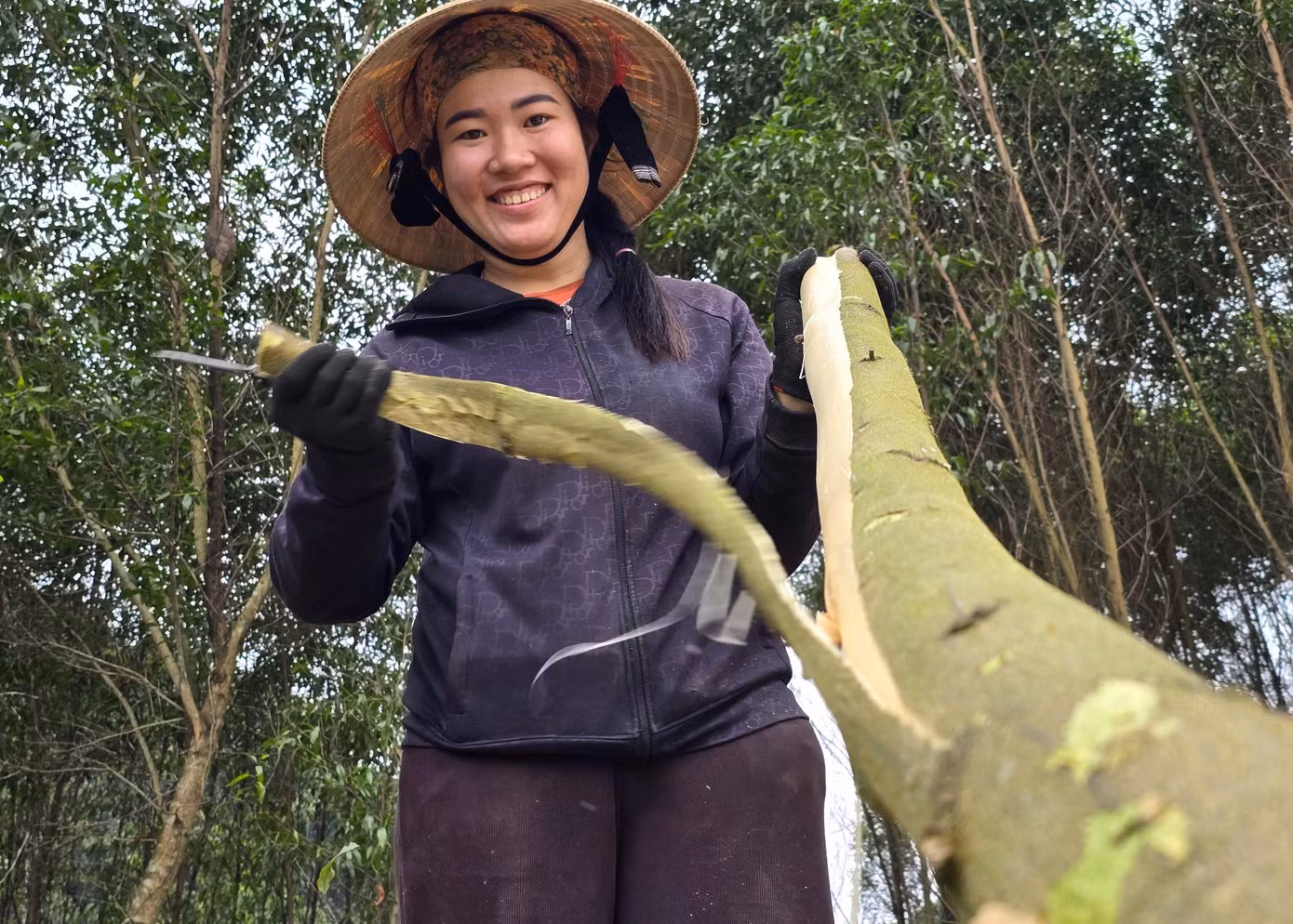 Để thuận tiện cho việc thu hoạch, những người làm thuê sẽ bóc vỏ khi cây chưa được chặt xuống.