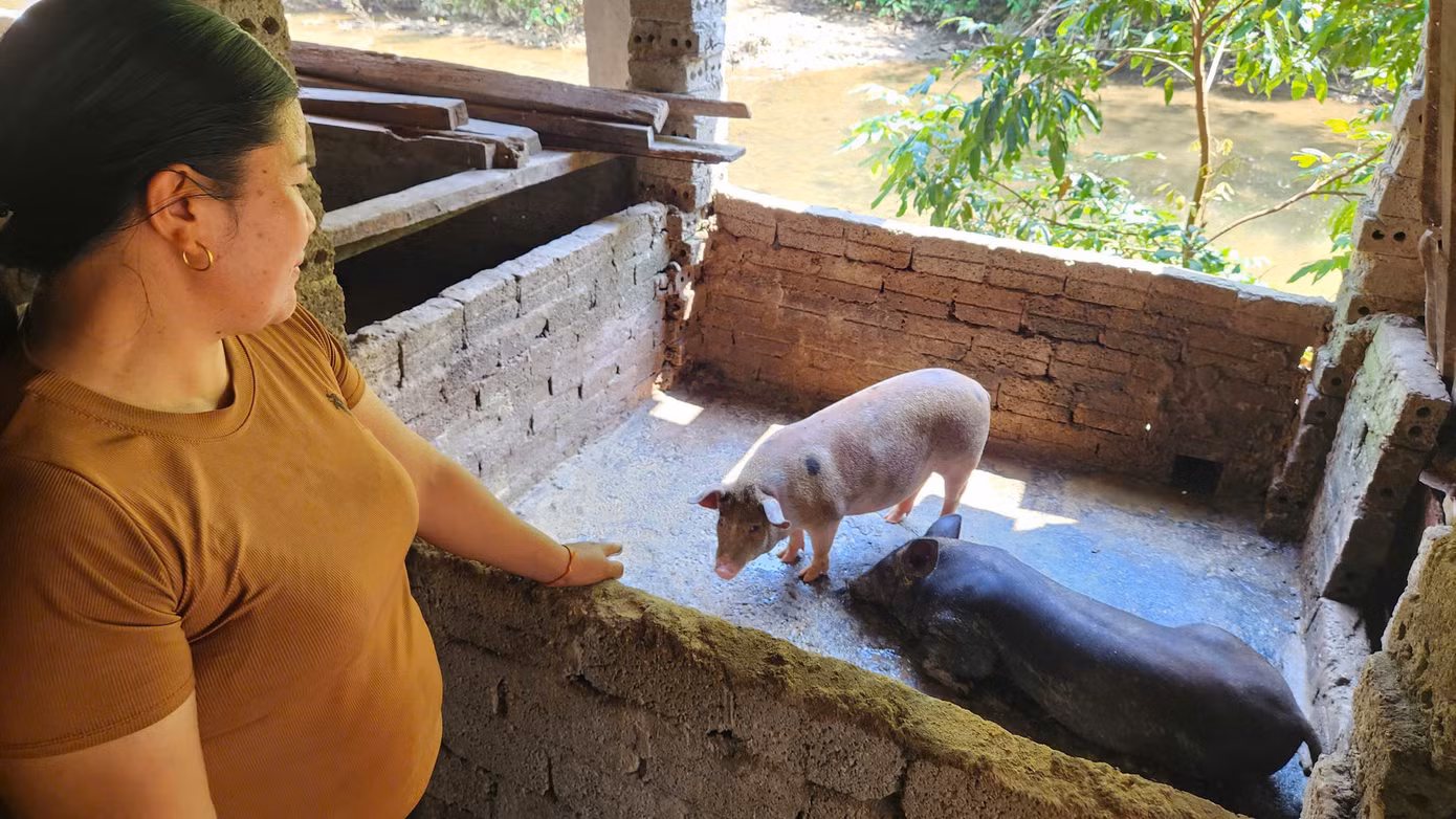 Mô hình nuôi lợn đen bản địa đang triển khai tốt, giúp người dân vươn lên thoát nghèo, phát triển kinh tế.