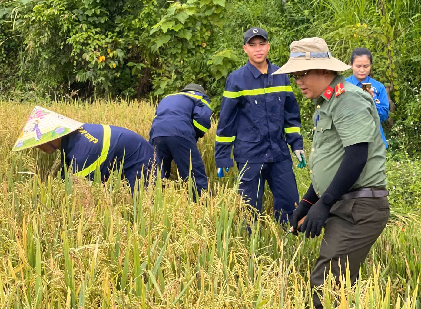 Thời tiết oi bức nhưng các đoàn viên thanh niên, các chiến sĩ công an vẫn miệt mài để sớm gặt xong lúa, đảm bảo lúa không bị thiệt hại khi bão vào.