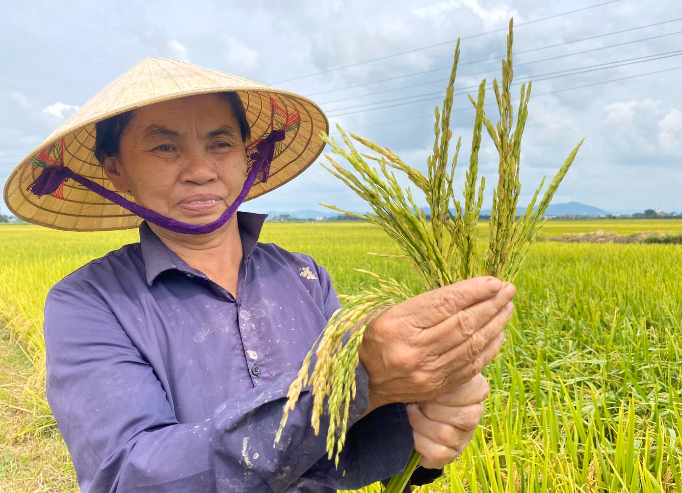 Theo bà Liệu, tình trạng lúa bị lép hạt xảy ra hầu hết trên các cánh đồng ở xã Viên Thành (huyện Yên Thành). Tuy nhiên, tùy vào từng giống lúa mà hạt lép trên bông nhiều hay ít. “Có nhiều giống lúa thì bị nặng, nhưng cũng có những giống lúa bị khoảng 40%”, bà Liệu nói.