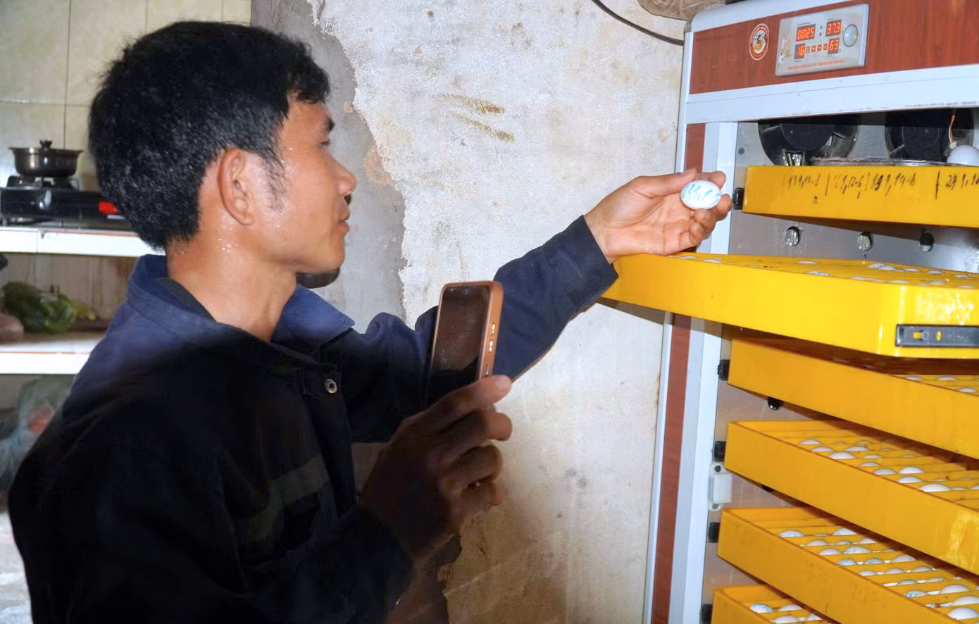 Anh Dương mua tủ ấp và học cách điều chỉnh nhiệt độ để ấp trứng và chủ động giống nuôi.