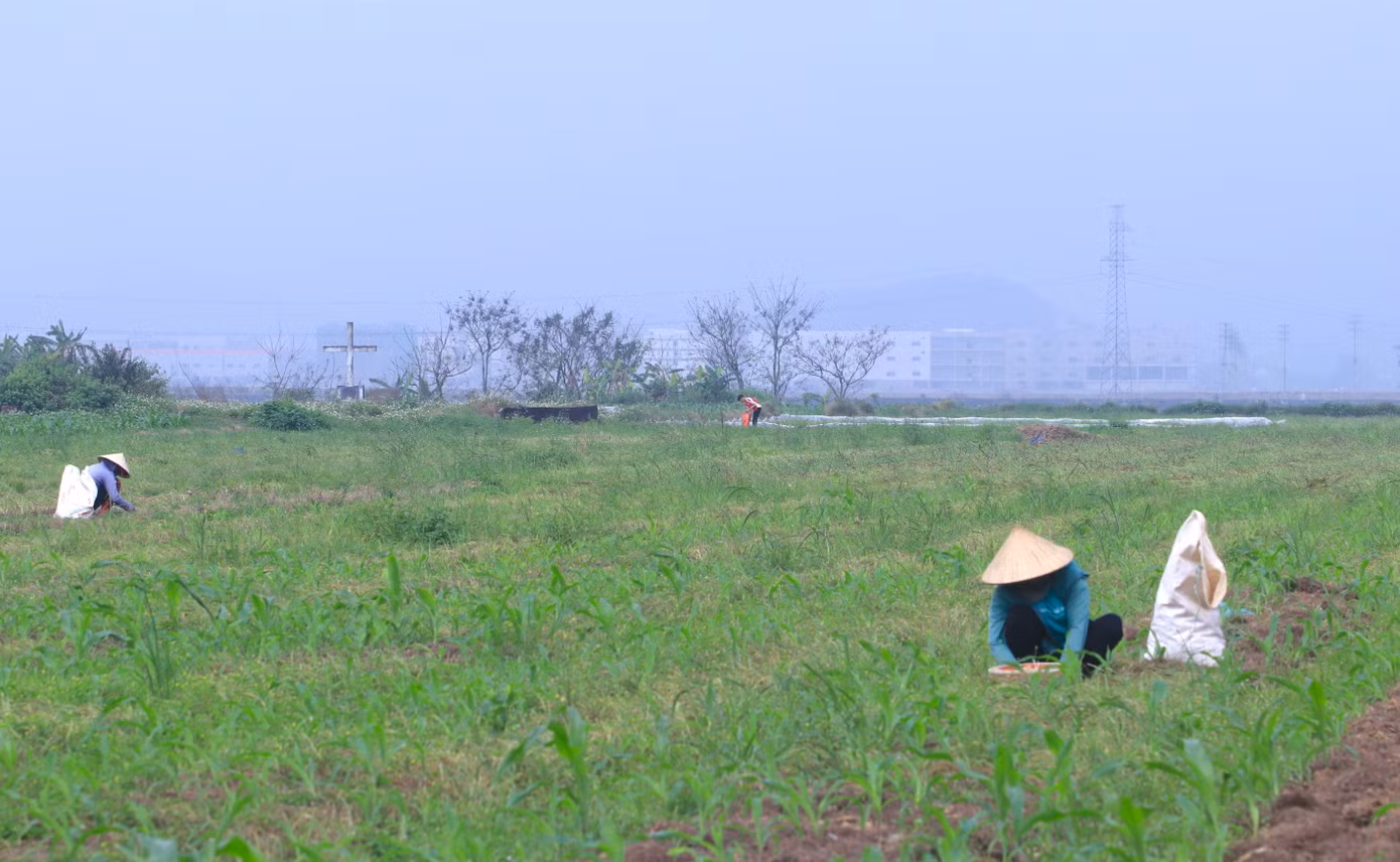 Hành tăm có rất nhiều công dụng và được mọi người ưa chuộng làm gia vị để chế biến nhiều món ăn thường ngày. Ngoài làm gia vị, trong Đông Y hành tăm còn được sử dụng như một vị thuốc để sát khuẩn, giải độc, trị cảm hàn. Chính vì công dụng rộng rãi, hành tăm rất được người dân ưa chuộng và tìm mua.