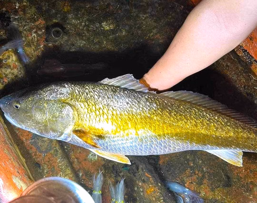 Con cá này dài gần 1m, nặng 6kg.
