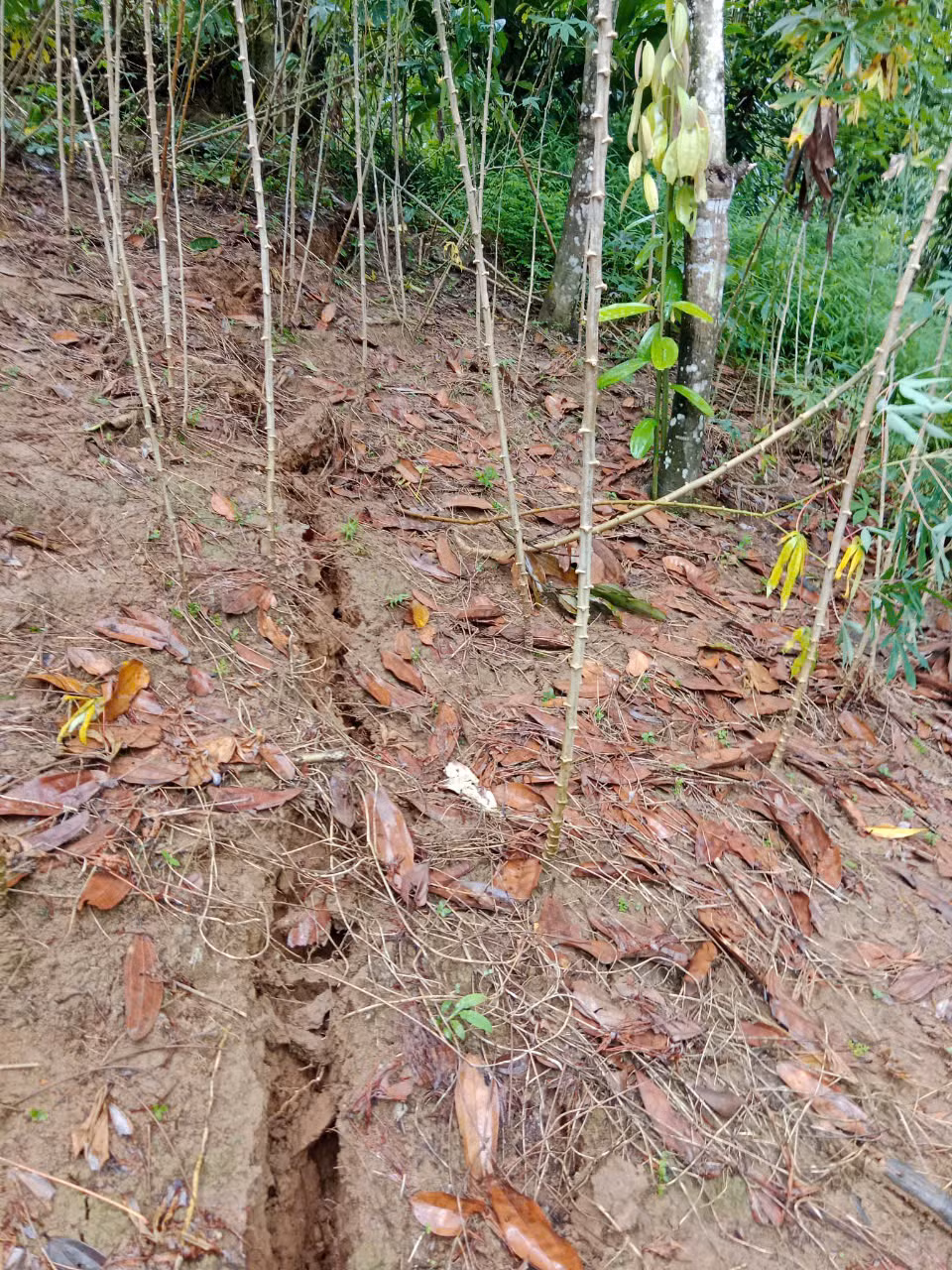 Vết nứt trên núi Pù Mèo kéo dài khoảng 100m, có điểm rộng 40cm, sâu gần 10m.