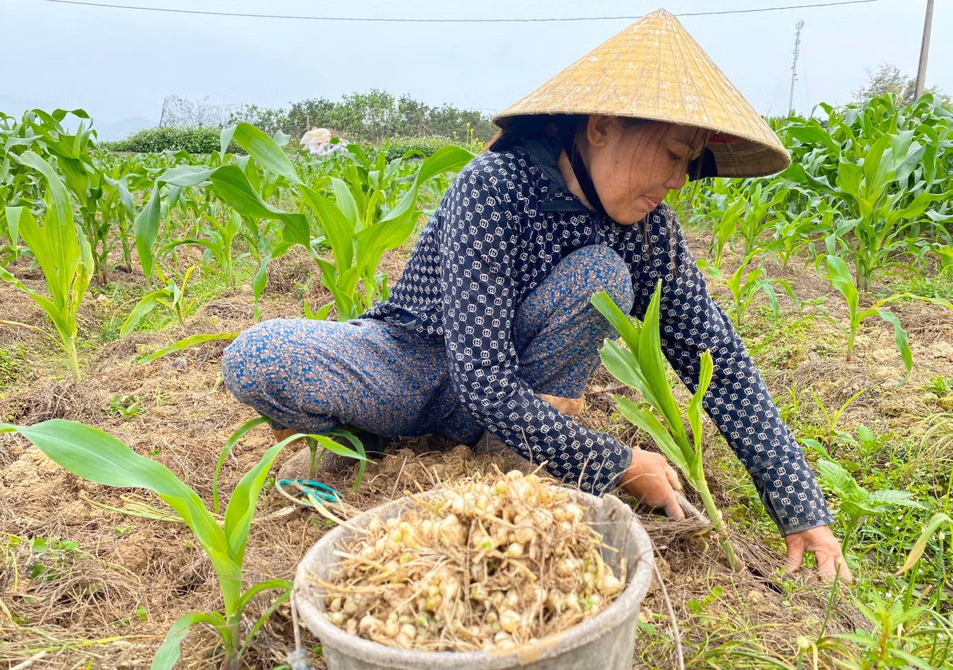 Đang lúi húi bới những luống hành tăm trên ruộng, bà Hoàng Thị Nhâm (SN 1971, trú xóm Khánh Thiện, xã Nghi Thuận, Nghi Lộc) cho hay, bắt đầu từ tháng 7 hàng năm, người dân sẽ xuống ruộng làm đất trồng hành. Đến tháng 3 năm sau, khi hành chín, cho nhiều củ, người dân bắt đầu đào thu hoạch.
