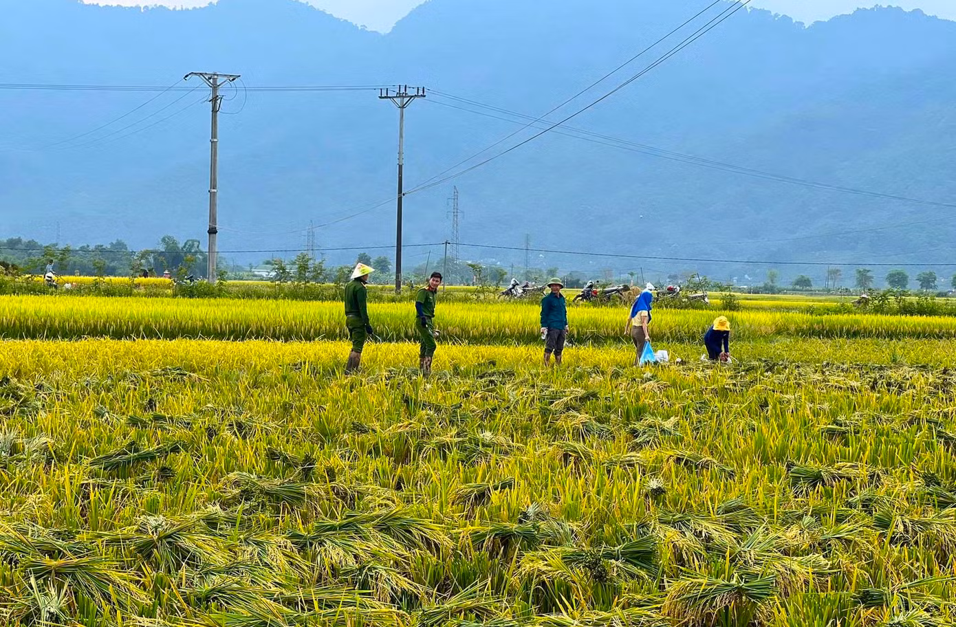 Ông Phan Xuân Hùng - Phó Giám đốc Trung tâm Dịch vụ Nông nghiệp huyện Quế Phong cho biết, hiện vụ đông xuân đang vào giai đoạn thu hoạch. Những ngày qua thời tiết trên địa bàn mưa nắng thất thường khiến việc thu hoạch của nhân dân gặp khó khăn, đặc biệt là những gia đình có hoàn cảnh khó khăn, neo người.
