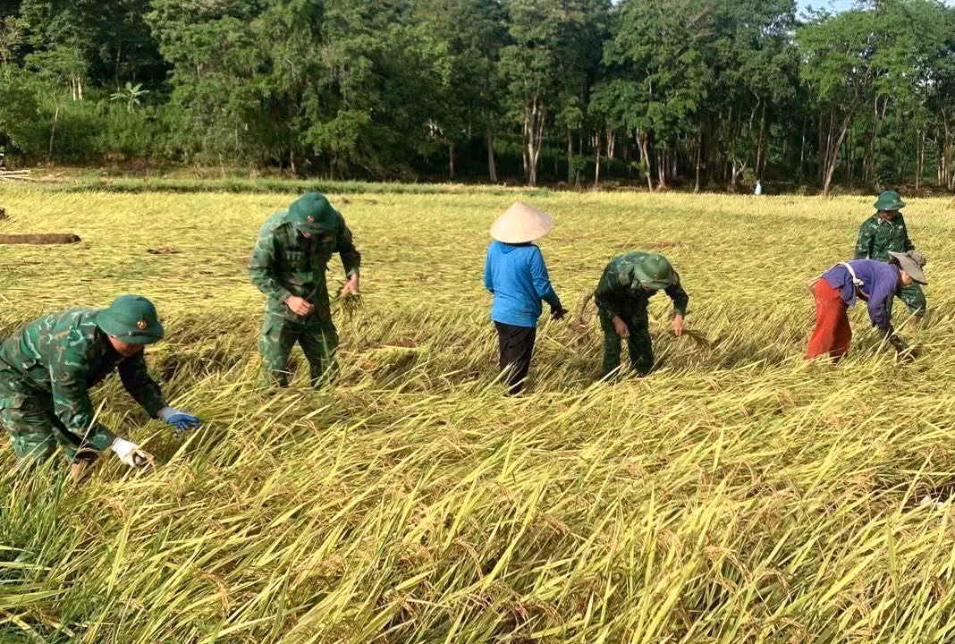 Nhiều diện tích lúa may mắn chỉ bị đổ ngã nên được các cán bộ chiến sĩ biên phòng hỗ trợ thu hoạch và mang về nhà giúp người dân.