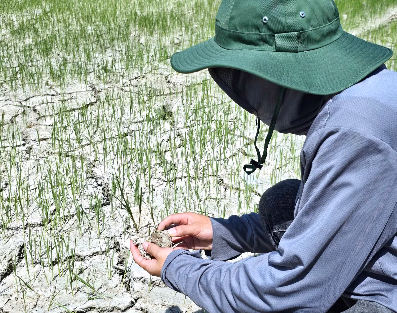 Trên nhiều cánh đồng, đất nứt nẻ, bong thành từng mảng. Người dân cho hay, tình trạng khô hạn đã kéo dài hơn 1 tuần qua. Nếu ít ngày nữa không có nước tưới, những cây lúa trên ruộng sẽ bị chết khô hoặc giảm năng suất nặng.