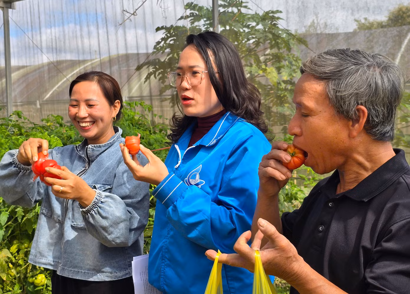 Ông Vi Văn Hoàng - Chi hội trưởng Chi hội nông dân bản Phòng - cho biết: "Cà chua múi bản Phòng có độ ngọt thanh và chua dịu, cùi dày, thịt mọng, có giá trị dinh dưỡng cao. Quả cà chua có kích thước lớn, với trọng lượng dao động từ 0,2 kg- 0,5 kg, có quả đạt đến 0,8kg. Giá cà chua múi tương đối ổn định, trung bình khoảng 20.000-30.000 đồng/kg, cao điểm có giá 50.000 đồng/kg".