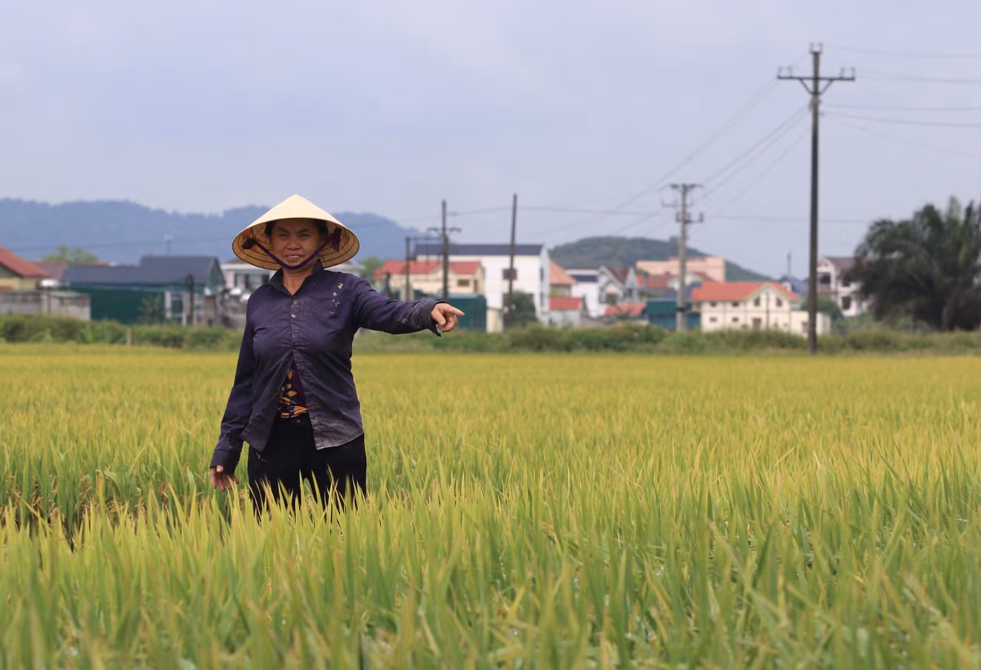 Gần 1 tuần qua, bà Đặng Thị Liệu (65 tuổi) trú xã Viên Thành, huyện Yên Thành) ra đồng thăm lúa thường xuyên nhưng lo lắng vì phần lớn lúa trong ruộng bị lép hạt. “Gia đình tôi làm 3 sào lúa thì đến nay mất khoảng 50% lúa lép hạt, không có hạt. Không hiểu do nguyên nhân gì, do thời tiết hay giống lúa”, bà Liệu nói và cho biết, vụ Xuân là vụ chính nên việc lúa không có hạt khiến gia đình bà thiệt hại lớn.