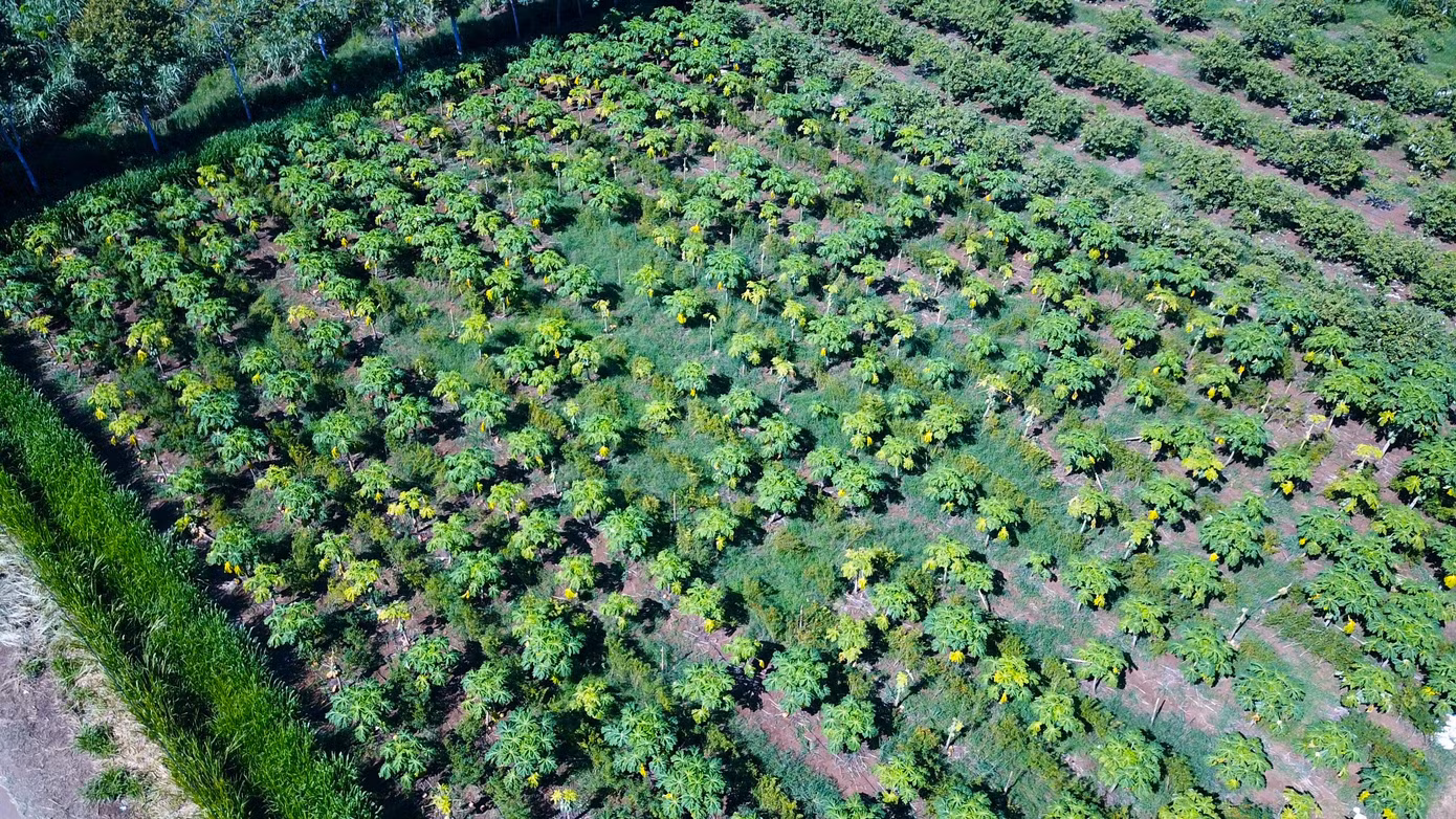 13,3 ha đu đủ của HTX Tây Hiếu đã chín. Một lượng lớn trái đã rụng, thối rữa đầy vườn vì không được thu mua kịp thời.