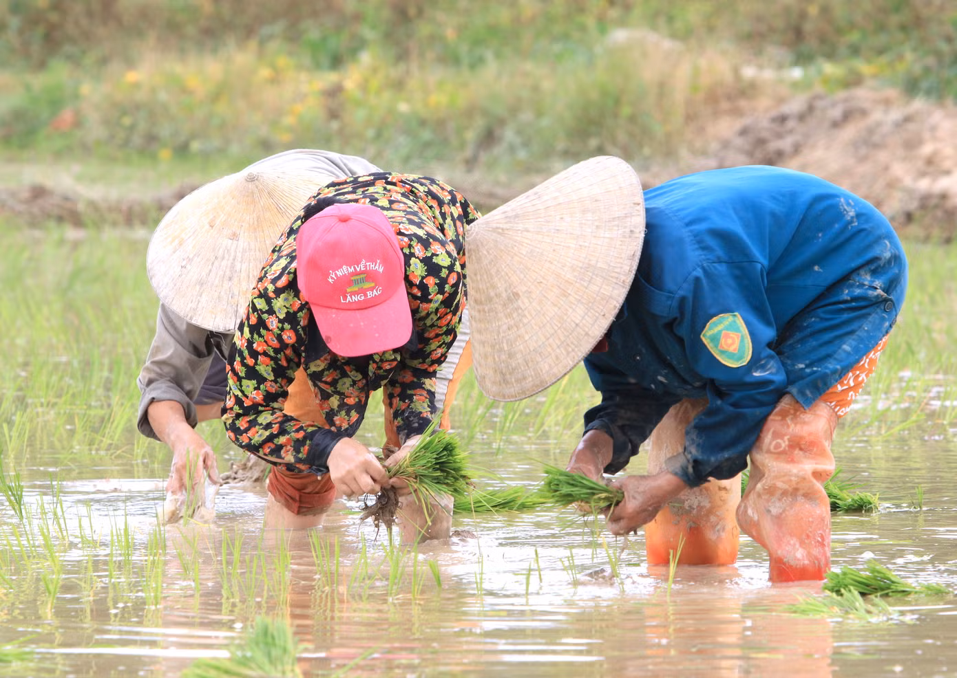 Hơn 10 năm đi cấy thuê khắp các cánh đồng trên địa bàn tỉnh Nghệ An, chị Trần Thị Hiền (45 tuổi, trú xã Văn Thành, huyện Yên Thành) cho hay, nghề cấy được trả công khá cao nhưng lại khá mệt nhọc. Đặc biệt là những ngày nắng nóng, lưng phải cúi cả ngày để cấy nên đau lưng, mỏi gối. "Gia đình tôi cấy sớm. Sau khi cấy xong thì cùng mọi người đi cấy thuê. Ai thuê đâu thì làm đó. Nhưng vụ này ngắn, các huyện gieo cấy cùng lúc nên chỉ làm được khoảng vài tuần rồi nghỉ. Nhiều nhà gọi đến cấy lắm nhưng không đến được kịp", chị Hiền chia sẻ.