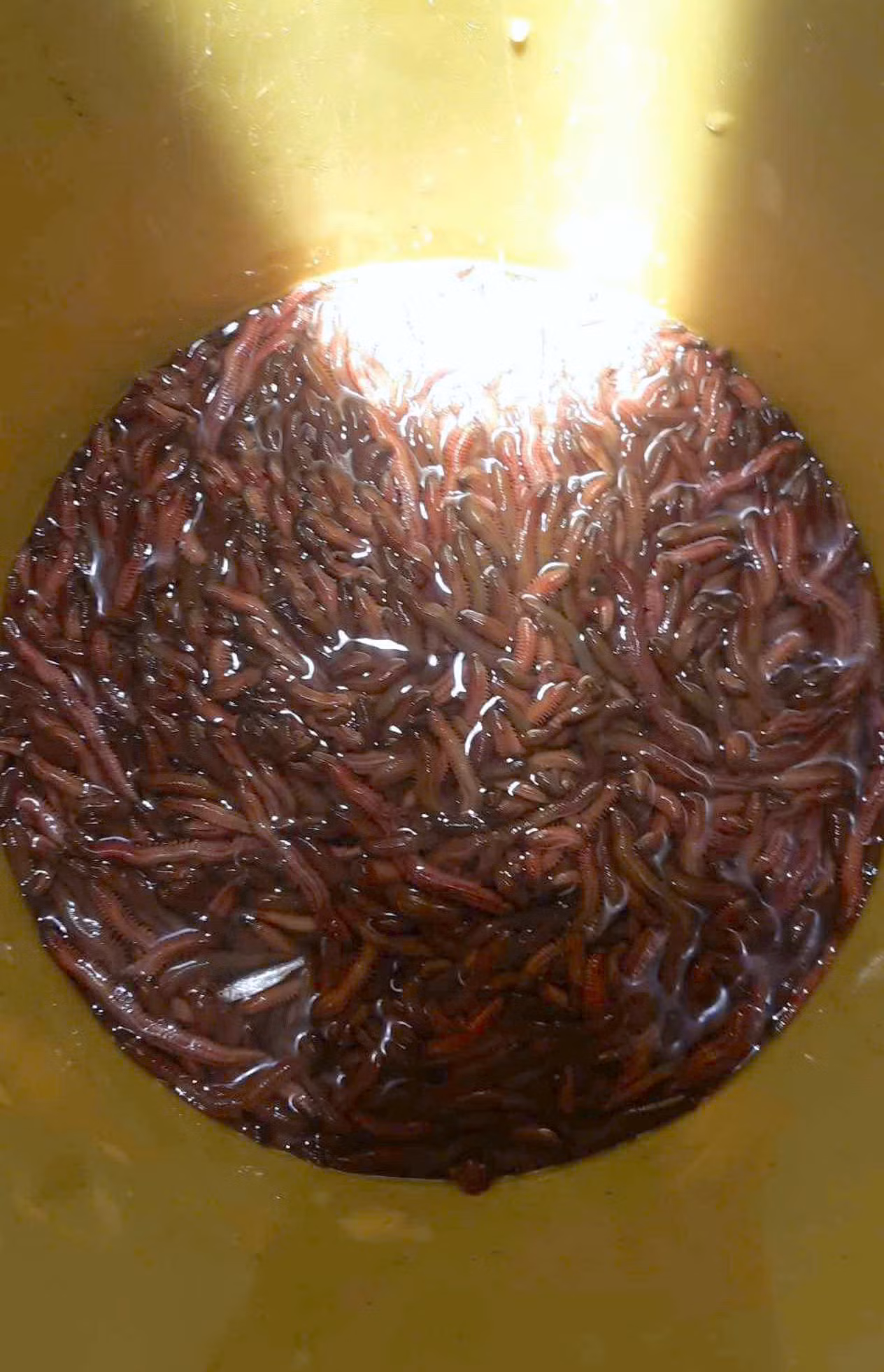 Những ngày vừa qua, khi thủy triều lên, người dân đã bắt đầu thu hoạch rươi rải rác. Dịp đầu mùa, người dân thu hoạch rươi và bán cho các thương lái với giá dao động từ 350.000 đồng đến 400 nghìn đồng/1kg rươi.
