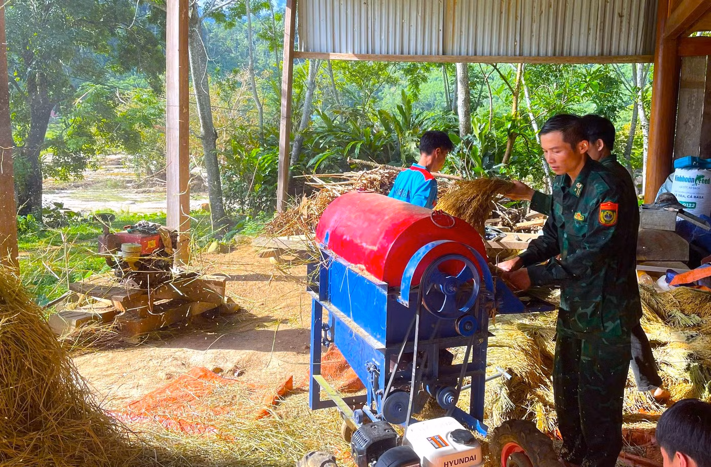 Rồi đưa về nhà tuốt và phơi.