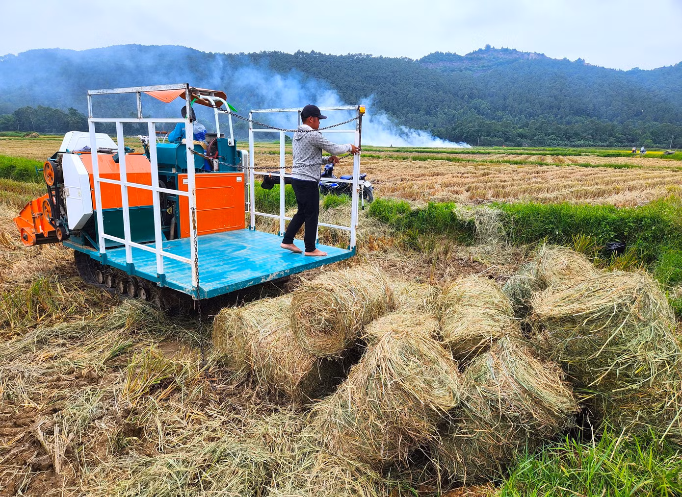 Sau khi quấn, những cuộn rơm khô được chất đống tại ruộng.