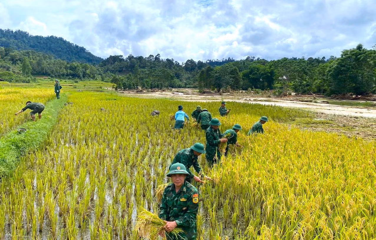 Một số diện tích may mắn không bị lũ cuốn trôi được các cán bộ chiến sĩ Đồn Biên phòng thu hoạch.