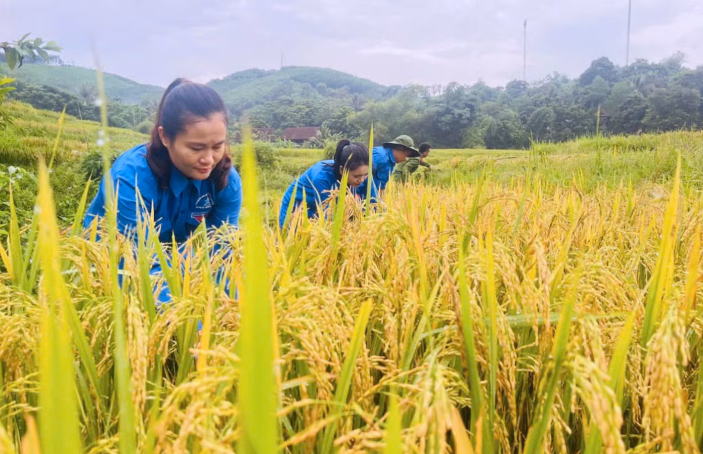 Chỉ trong một buổi sáng, các đoàn viên thanh niên đã gặt xong một diện tích lớn ruộng lúa của gia đình ông Tuấn.