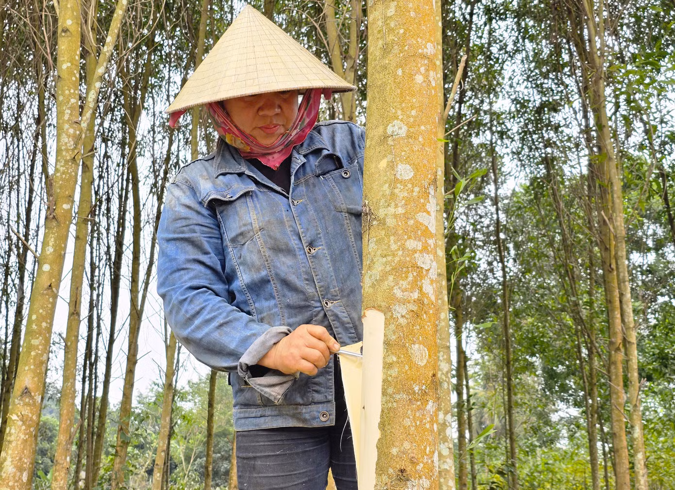 Để thuận tiện cho việc thu hoạch, những người làm thuê sẽ bóc vỏ khi cây chưa được chặt xuống.