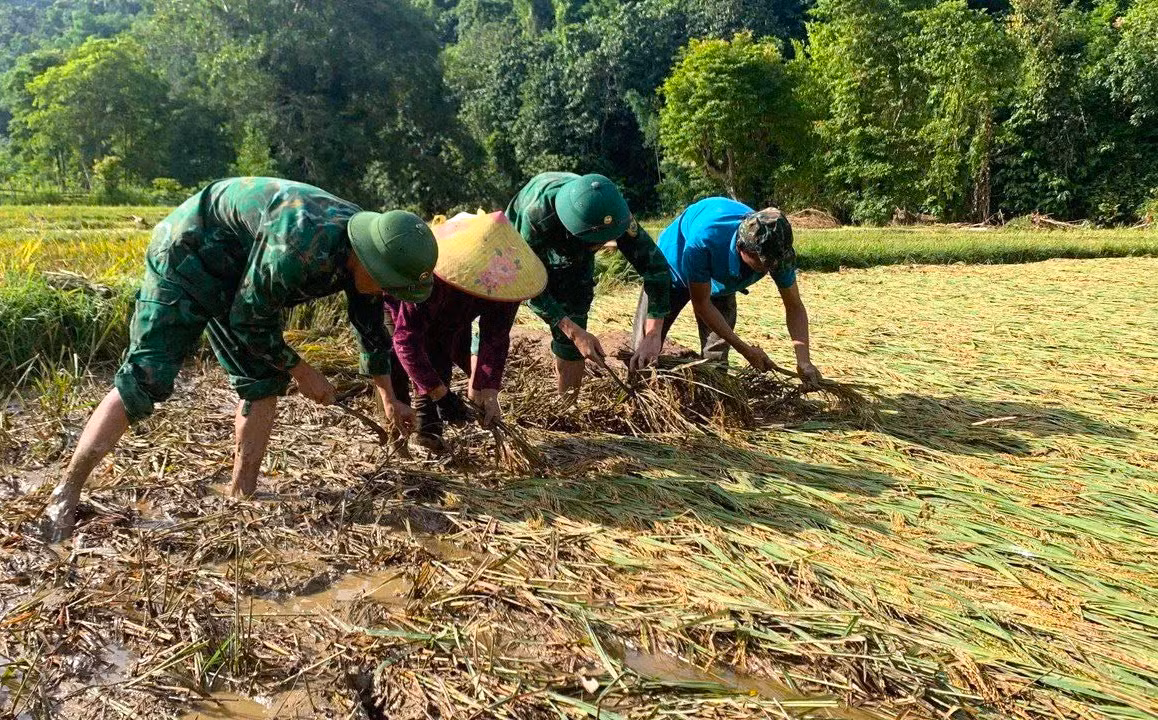 Bên cạnh việc hỗ trợ người dân khắc phục hậu quả về nhà cửa, tài sản, những ngày qua các cán bộ chiến sĩ Đồn Biên phòng Nhôn Mai đã xuống đồng để giúp người dân thu hoạch lúa.
