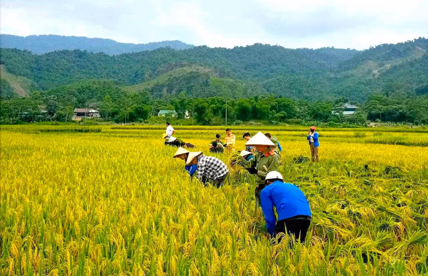 Mặc dù lúa trên đồng đã chín vàng nhưng nhiều gia đình có hoàn cảnh khó khăn, neo người buộc phải để lúa ngoài đồng mà không có người thu hoạch.