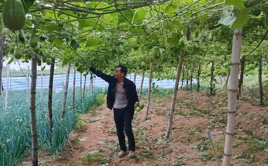 Trước Tết, giá su su có thời điểm lên cao từ 4.000 đến 5.000 đồng/kg.