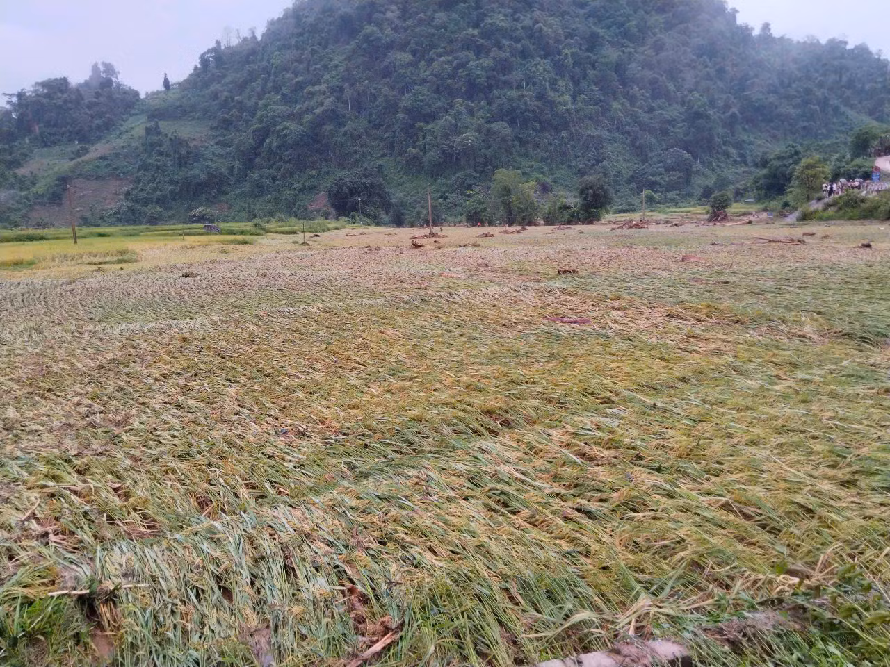 Trước đó, ngày 30/5 tại xã Nhôn Mai (huyện Tương Dương, tỉnh Nghệ An) đã xảy ra trận lũ quét khiến người dân trên địa bàn xã bị thiệt hại nặng nề, hàng chục ngôi nhà bị hư hỏng, nhiều tài sản bị lũ cuốn trôi. Ngoài ra, hàng chục ha lúa của người dân chưa kịp thu hoạch đã bị đất đá vùi lấp.