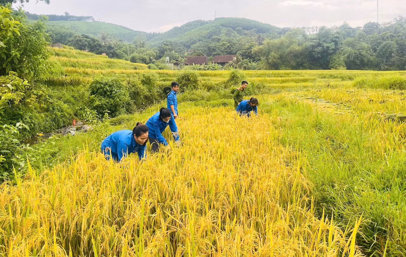 Lúa của gia đình ông Lương Quốc Tuấn (trú bản Chằn Nằn, xã Chi Khê, Con Cuông) đã chín vàng ngoài đồng ruộng. Bản thân ông Tuấn là bệnh binh mất sức lao động do bị tai biến, nhà neo người nên không có ai ra đồng thu hoạch lúa.