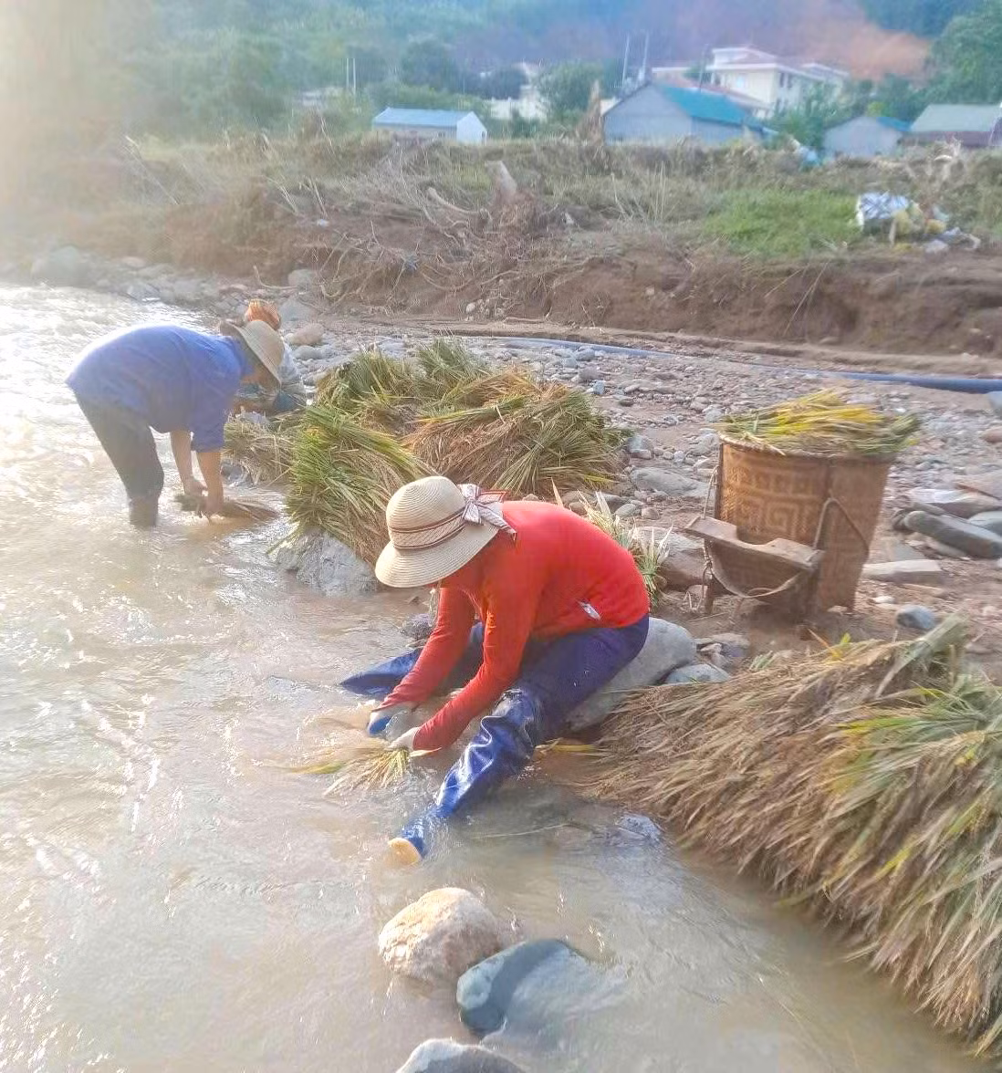 Sau khi lũ rút, người dân đã ra đồng bới bùn đất mong vớt vát những cây lúa chưa bị cuốn trôi.