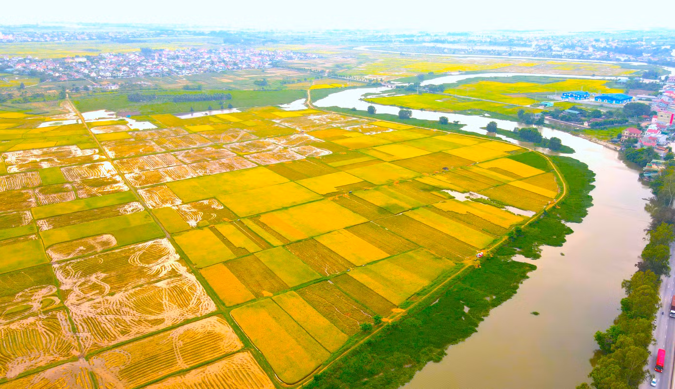 Cánh đồng vàng rực nằm vắt vẻo hai bên dòng sông uốn lượn tạo nên khung cảnh như một bức tranh làng quê tuyệt đẹp.