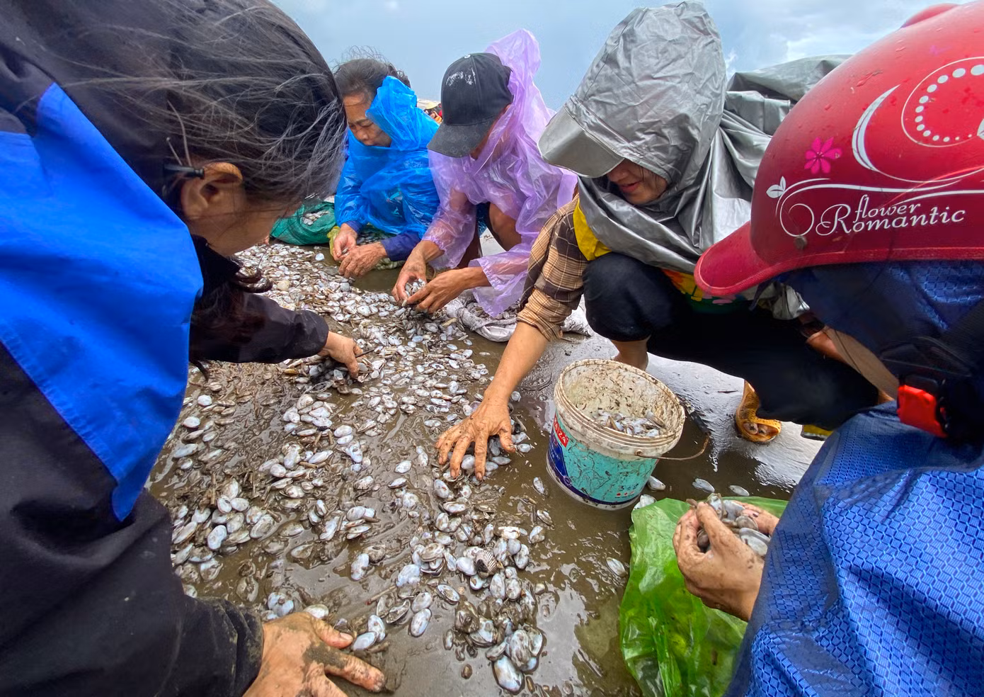 "Sóng đánh vào bờ có cả con sống, cả con chết nên chúng tôi phải nhặt, chọn con còn sống. Sáng giờ tôi nhặt được hơn 7kg rồi. Hôm nay về cả nhà tha hồ ăn", bà Nguyễn Thị Lan (trú xóm 6, xã Diễn Trung) chia sẻ.