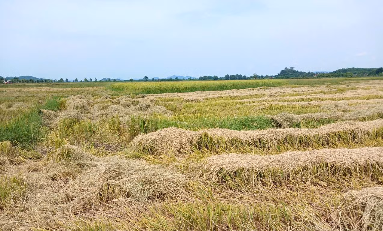 Như tại huyện Tân Kỳ (Nghệ An), vụ hè thu toàn huyện này có 2.888ha lúa. Do gieo cấy muộn nên nhiều diện tích lúa còn xanh. Hiện toàn huyện đã thu hoạch được hơn 400ha lúa. Tại huyện Nghi Lộc (Nghệ An), người dân đã thu hoạch hơn 2.200 ha lúa. Hơn 1.200 ha lúa còn lại đang được người dân thu hoạch để chạy bão.