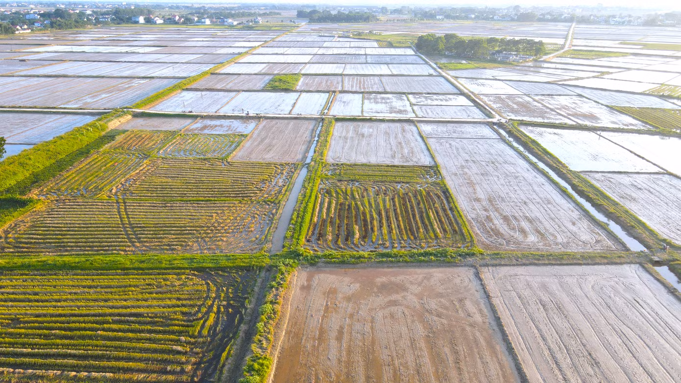 Những ngày đầu tháng 6, sau khi thu hoạch xong lúa vụ Xuân, người dân ở các huyện Yên Thành, Nghi Lộc, Quỳnh Lưu, thị xã Hoàng Mai (Nghệ An) lại khẩn trương cày ruộng, làm đất để đẩy nhanh tiến độ sản xuất lúa vụ Hè Thu, tranh chấp với mùa mưa lụt cuối vụ.