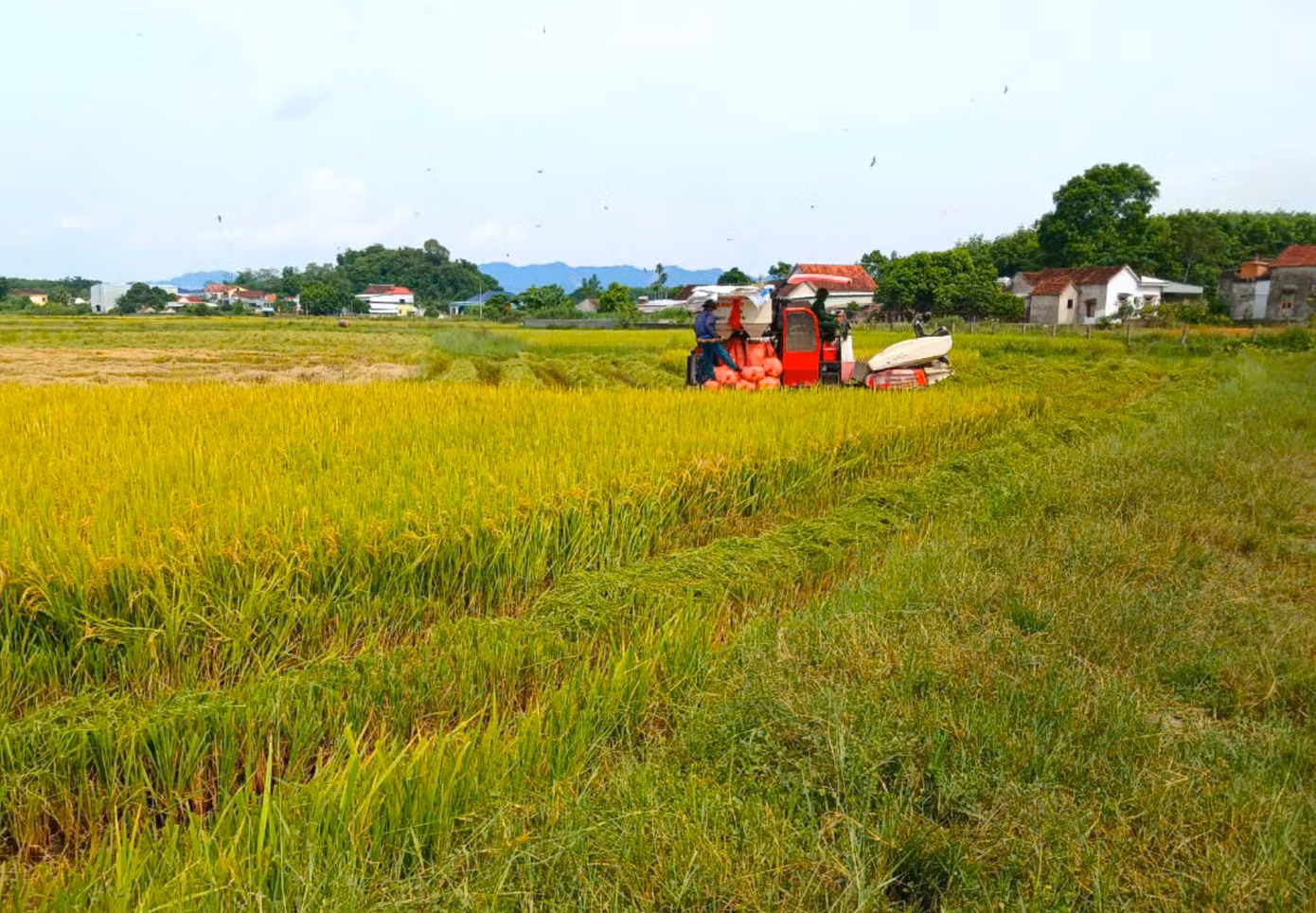 Được biết, những ngày qua người dân ở các huyện thành, thị trên địa bàn tỉnh Nghệ An đã khẩn trương xuống đồng thu hoạch lúa trước khi cơn bão số 3 đổ bộ vào đất liền để phòng tránh thiệt hại.