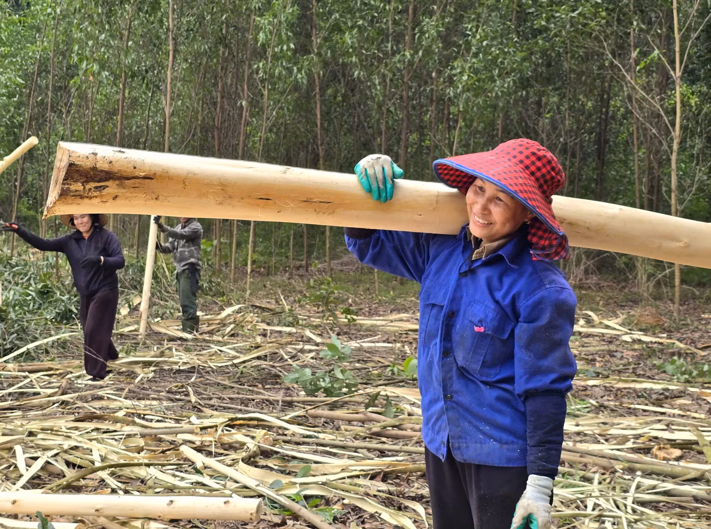 Nhiều khu rừng trên dốc cao, ô tô không vào được nên các lao động phải bốc vác đi một quãng đường xa, vất vả.