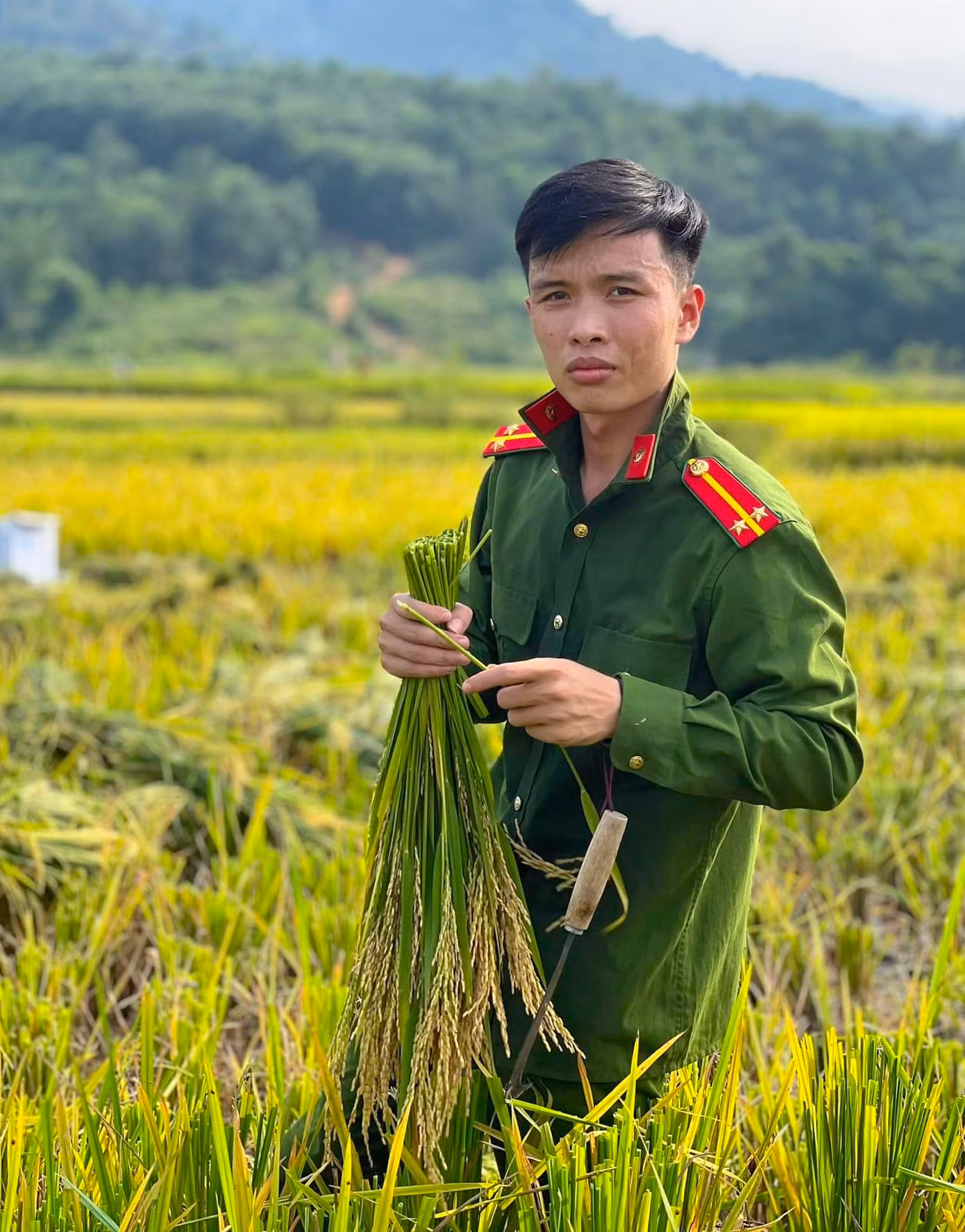 Dưới thời tiết nắng nóng, oi bức, các đoàn viên thanh niên Công an huyện Quế Phong vẫn nhiệt tình gặt lúa giúp người dân.