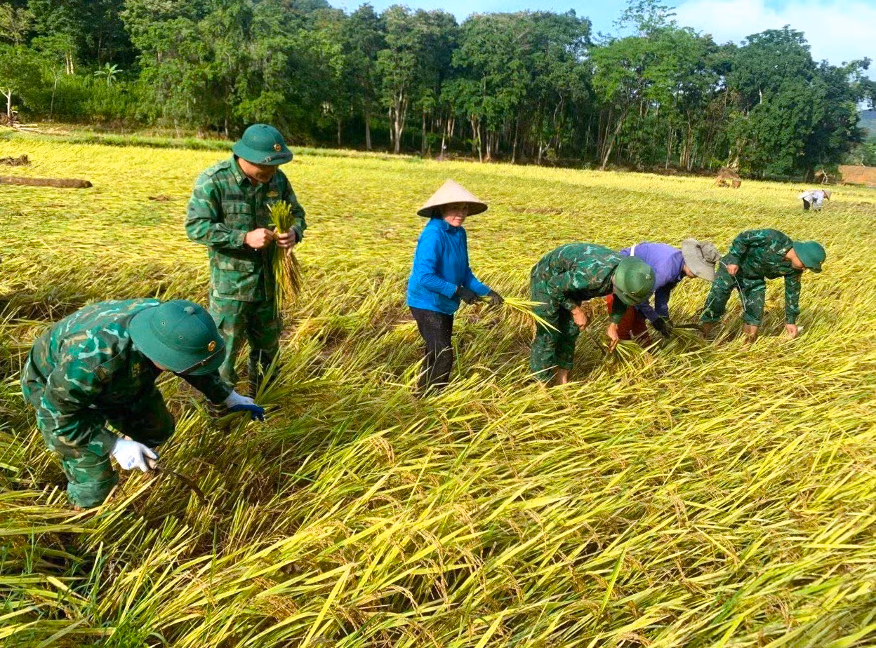 Nhiều diện tích lúa may mắn chỉ bị đổ ngã nên được các cán bộ chiến sĩ biên phòng hỗ trợ thu hoạch và mang về nhà giúp người dân.