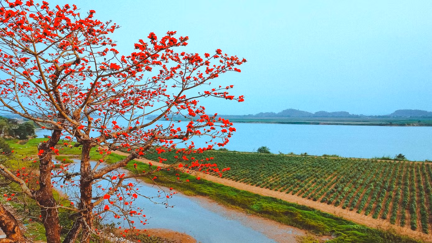 Hoa gạo còn được gọi là hoa mộc miên. Hoa có 5 cánh với màu sắc đỏ thắm. Hoa bắt đầu nở từ đầu tháng 3 và kéo dài đến giữa tháng 4. Khi hoa kết hạt, hạt và bụi bông trắng theo gió bay lãng đãng trắng trời để lại ươm mầm thành cây con mọc lên.