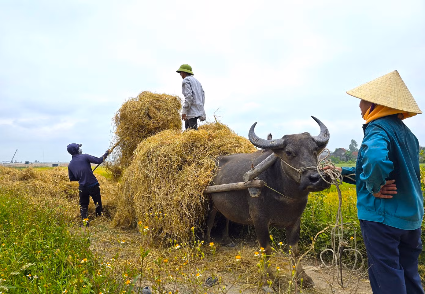 Vụ thu hoạch lúa chỉ kéo dài trong vài tuần nên nhiều gia đình phải tranh thủ huy động toàn bộ thành viên trong gia đình đi để thu gom rơm.