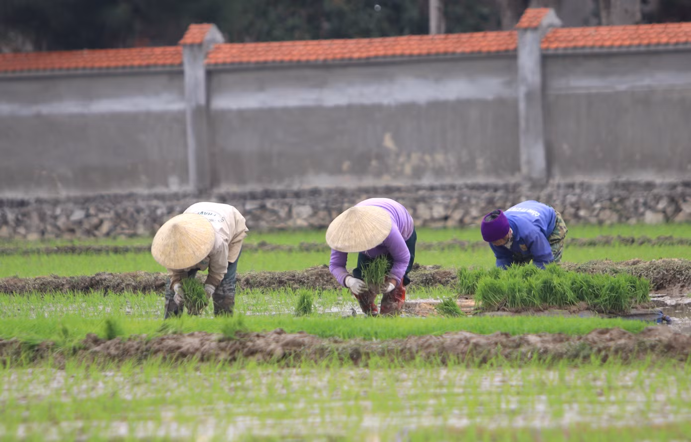Cấy phải cúi nhiều mệt, thỉnh thoảng người thợ phải đứng thẳng dậy hít thở không khí rồi tiếp tục cấy lúa.