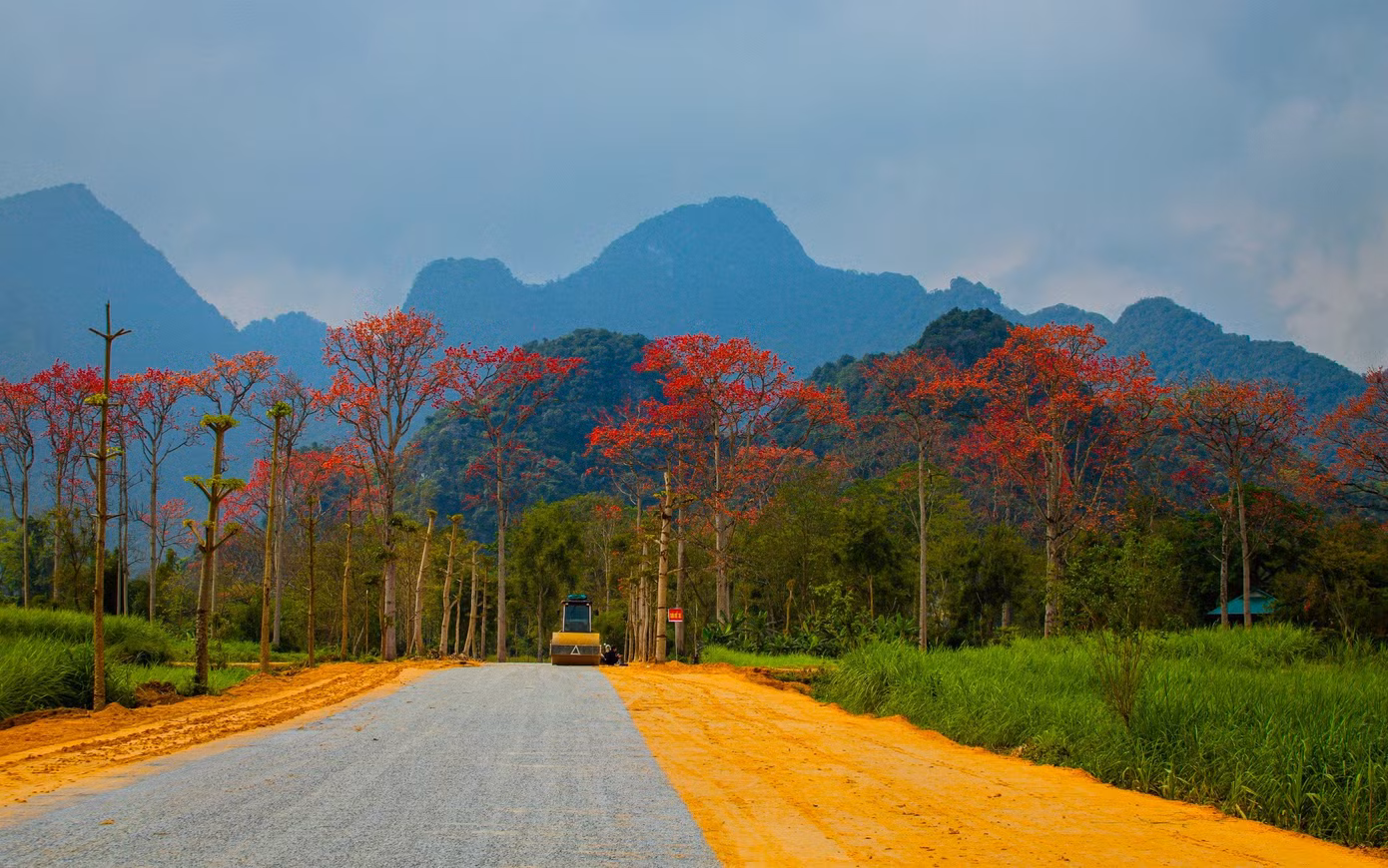 Huyện Anh Sơn (Nghệ An) được xem là một trong những huyện có nhiều cây hoa gạo nhất, nằm rải rác ở các xã. Trong đó tại xã Tam Sơn (huyện Anh Sơn) được coi là có nhiều hoa gạo nhất với hàng chục cây đang kỳ trổ bông. Những cây gạo chủ yếu mọc ở các bãi ven bờ sông Lam. (Ảnh: Rạng Đông)