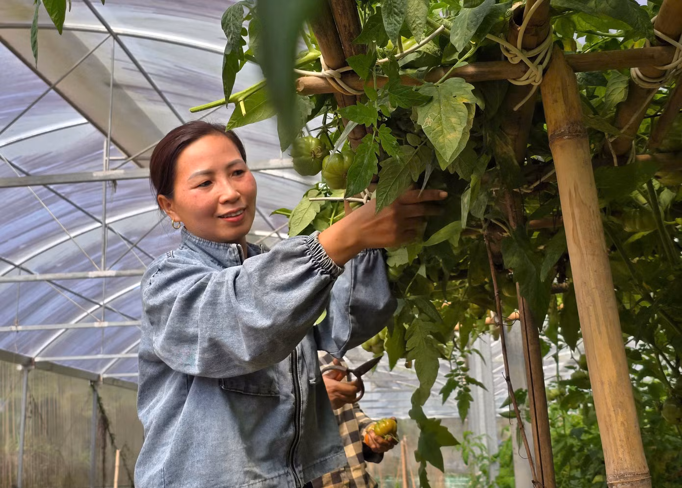 Bận rộn hái những lứa cà chua múi cuối trong trang trại, chị Vi Thị Giang (45 tuổi) cho hay, năm nay chị thu hoạch gần 20 tấn cà chua múi, thu về gần 400 triệu đồng.