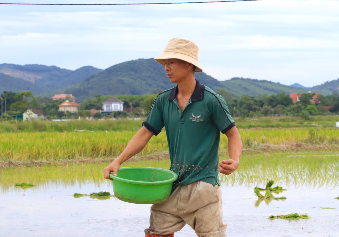 Rồi khẩn trương bón phân để cấy lúa.
