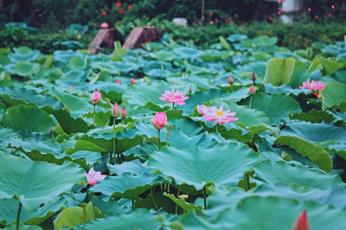 Sen Hồ Tây được trồng tại nhiều hồ nhỏ quanh Hồ Tây.