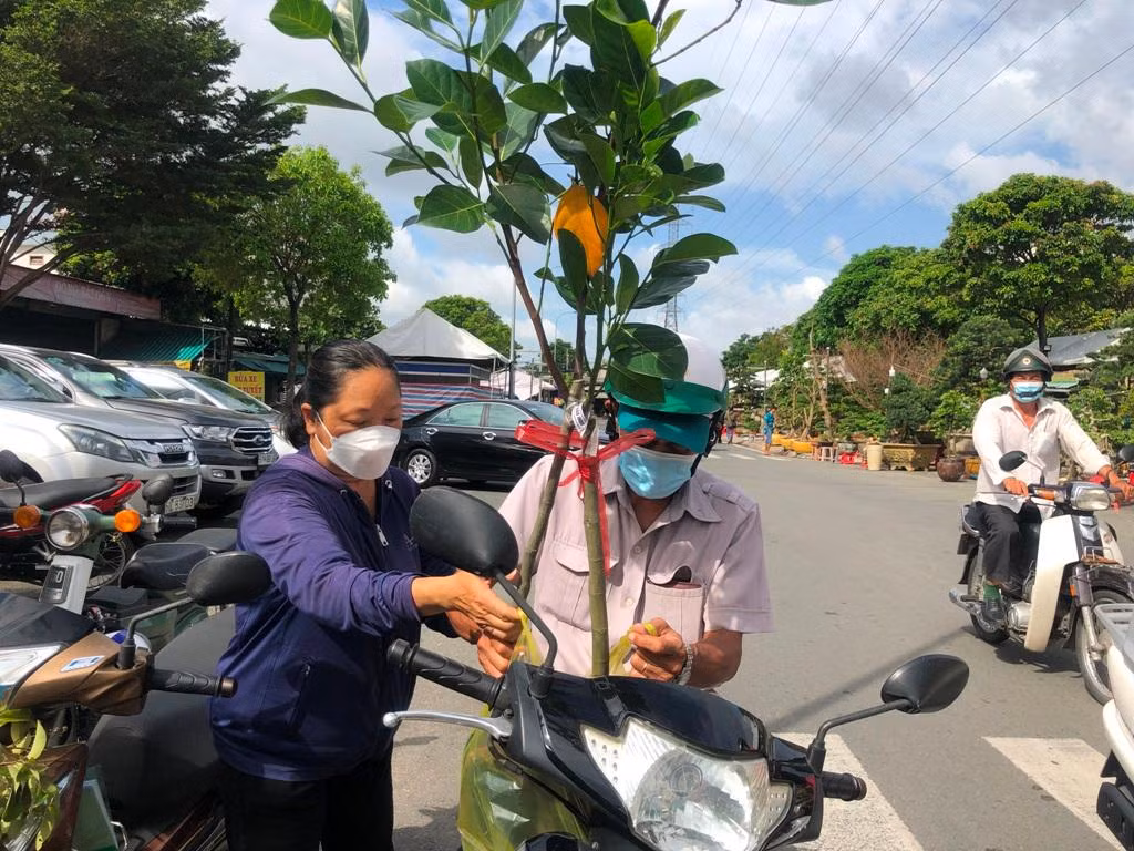 Người dân mua cây giống tại hội chợ để trồng trong vườn nhà, giá cực rẻ chỉ từ 30.000 đồng/cây