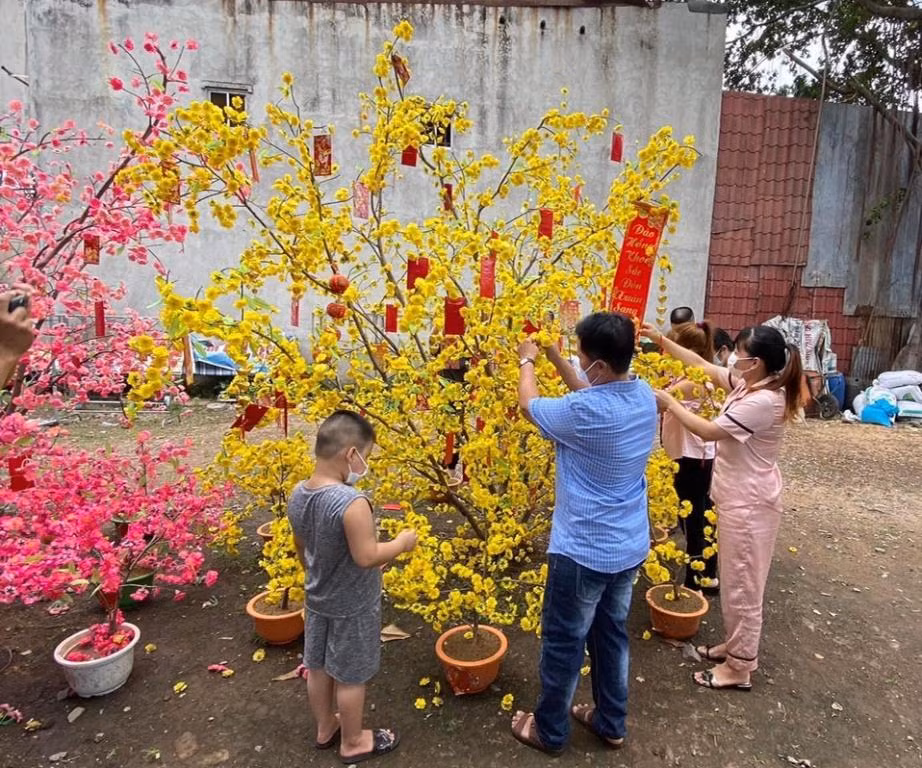 Cư dân xóm trọ cùng trang trí cây mai, cành đào để khu trọ thêm sắc xuân