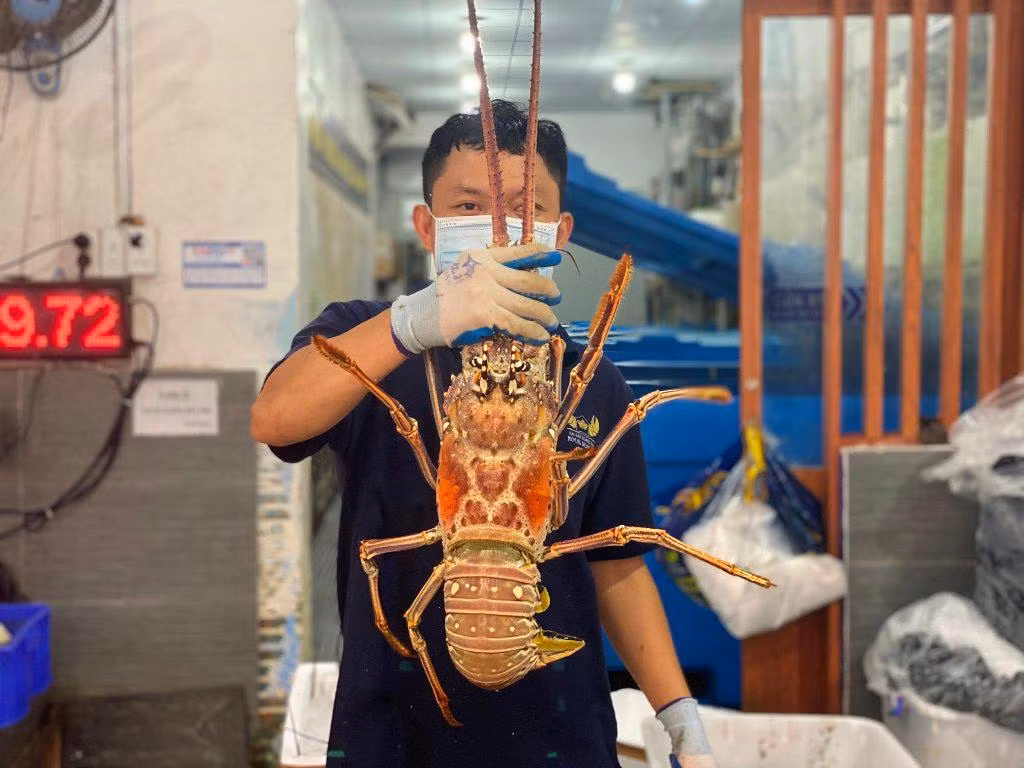 Tôm hùm Caribe có giá tiền triệu vẫn cháy hàng trước Tết